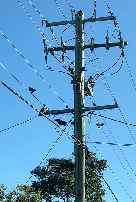 Nota-se um marsupial australiano (Pseudocheirus peregrinus) em repouso. Uma típica instalação de Religadores em Brisbane, completa com Protetores contra Pássaros e abundante vida selvagem